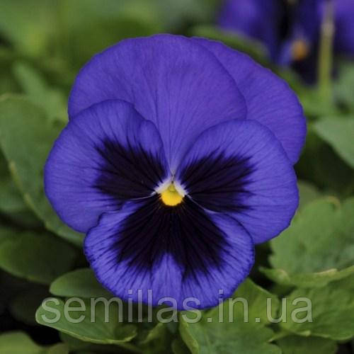 Насіння Віоли Трампет (Trumpet) S1, 1000 шт., блакитна пляма