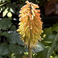 Саженцы цветов Книфофия в контейнере, Kniphofia