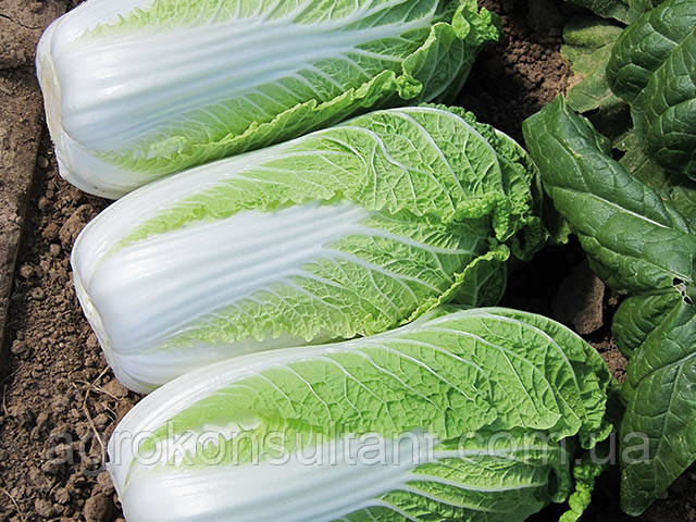 Насіння капусти Ендуро  F1 (Takii Seed), поштучно — рання (60-62 дні), пекінська, для другого обороту
