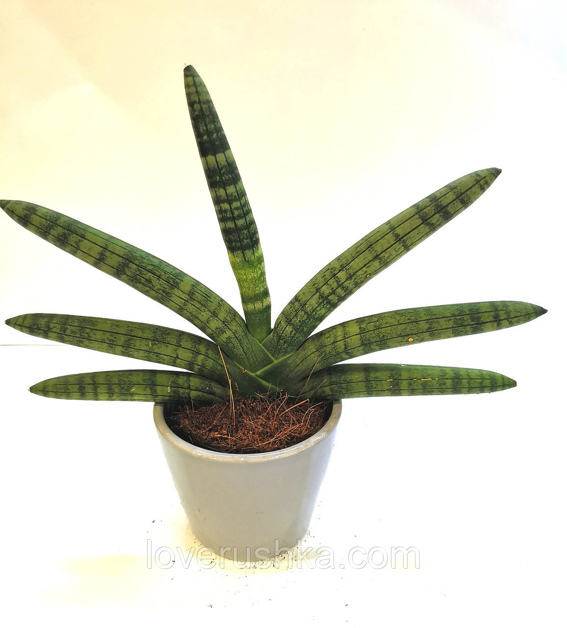 Купить Сансевиерия Бонсель в керамическом горшке Sansevieria cylindrica ...