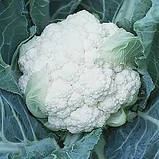 ЛЕКАНУ F1 / LECANU F1 - Капуста Цвітна, 2500 калібр  2.00-2.25, фото 3