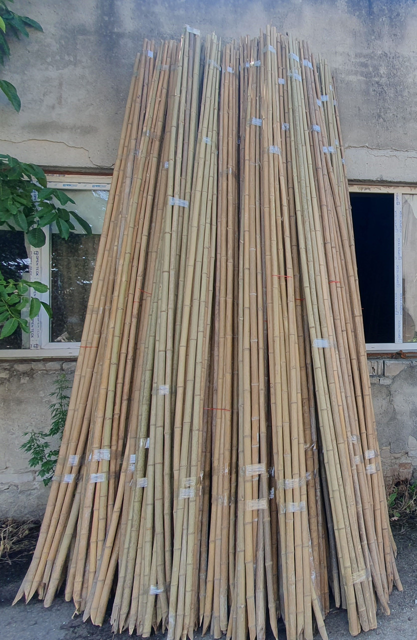 Бамбуковий стовбур. Діаметр: 3-4 см. Довжина: 3,8- 4 м. Виробництво - Грузія. Бамбуковый ствол. - фото 1 - id-p945997358