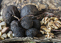 Black Walnut Hulls: екстракт чорного горіха для захисту травної системи
