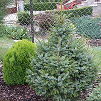 Ель сербская (Picea omorika) 100-120 см.