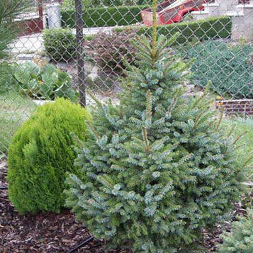 Ялина сербська (Picea omorika) 140-160см.