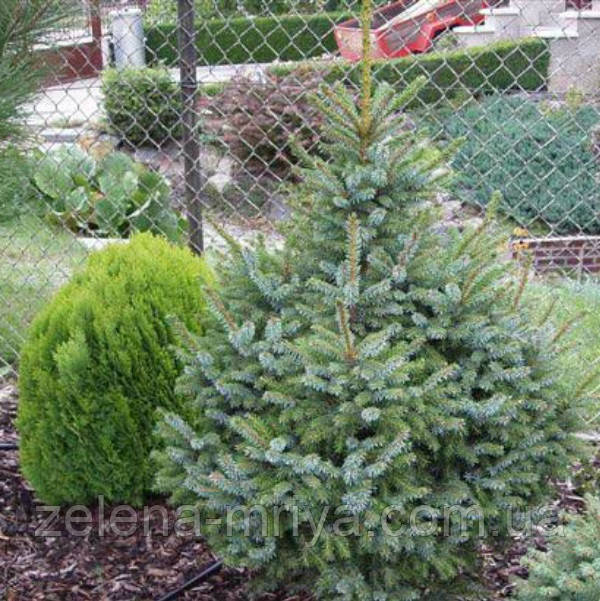 Ялина сербська (Picea omorika) 140-160см.