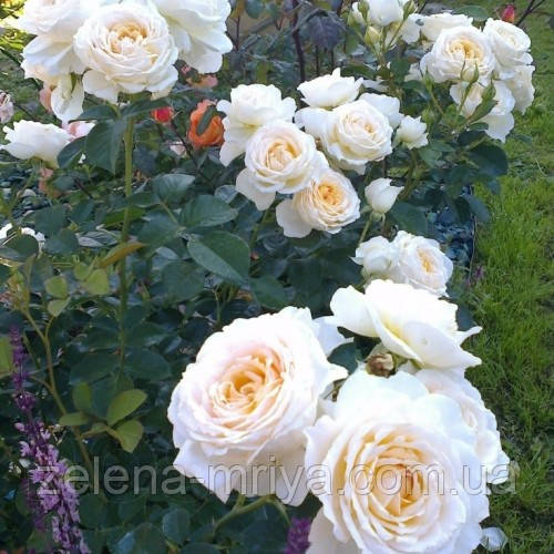 Троянда флорибунда Крем Ебанденс (Cream Abundance) С3