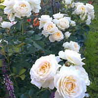Роза флорибунда Крем Эбанденс (Cream Abundance) С3
