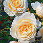 Троянда флорибунда Крем Ебанденс (Cream Abundance) С3, фото 2