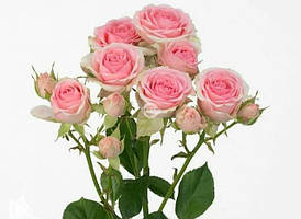 Саженцы Спрей розы (мелкоцветковые) 