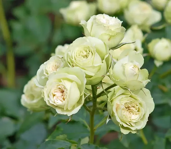 Троянда дрібноквіткова (спрей) "Лавлі Грін"(Lovely Green), фото 1