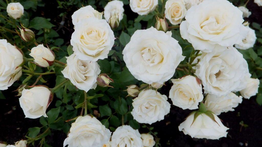 Троянда дрібноквіткова (спрей) "Біла Лідія", фото 1