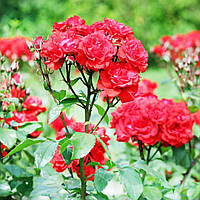 Роза мелкоцветковая (спрей) "Мирабэл"