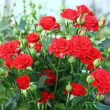 Троянда дрібноквіткова (спрей) "Mirabell", фото 2