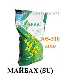 Насіння ріпаку озимого, гібрид Майбах (гранстар). Високоврожайний озимий ріпак Майбах. ВНІС