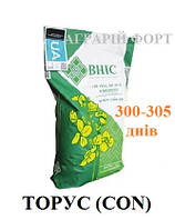 Насіння ріпаку озимого, гібрид Торус (класік). Високоврожайний озимий ріпак Торус. ВНІС