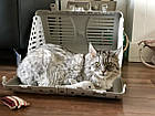Складна переноска для домашніх тварин Rotho Toby, капучино (40008), фото 7