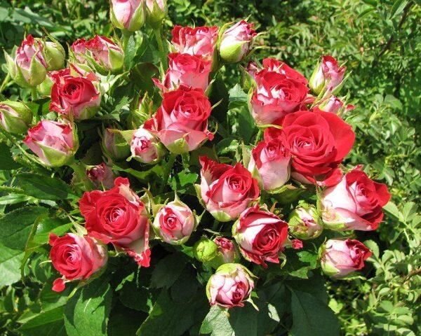 Троянда дрібноквіткова (спрей) "Ruby Star", фото 1