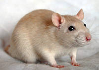 Комбикорм для Лабораторных животных (крысы, мыши) 20кг