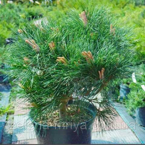 Сосна чорна Чорний Принц (Black Prince), фото 1