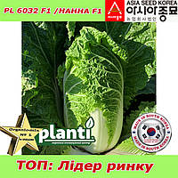 Капуста рання пекінська НАННА F1 / PL 6032 ТМ Asia Seed Південна Корея, проф.пакет 2500 насінин