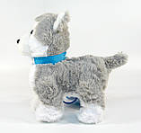 М'яка іграшка Собачка Хаскі Кращий друг PL 8201 на повідку гавкає ходить виляє хвостом, фото 3