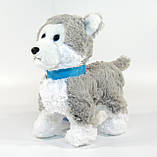 М'яка іграшка Собачка Хаскі Кращий друг PL 8201 на повідку гавкає ходить виляє хвостом, фото 6