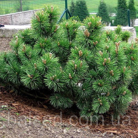 Сосна гірська Пуміліо / Р9 / Pinus mugo Рumilio