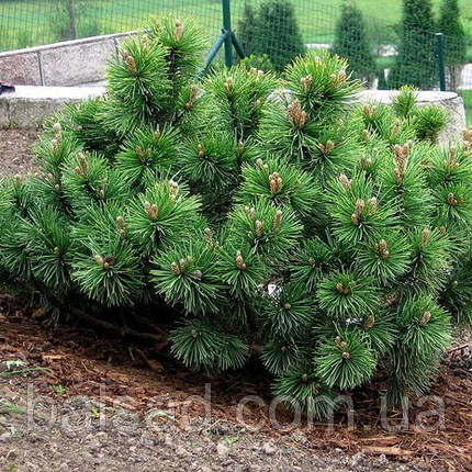 Сосна гірська Пуміліо / Р9 / Pinus mugo Рumilio, фото 1