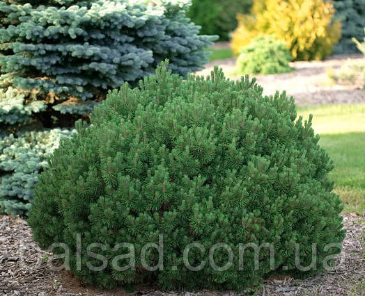 Сосна гірська Пуміліо / Р9 / Pinus mugo Рumilio, фото 4