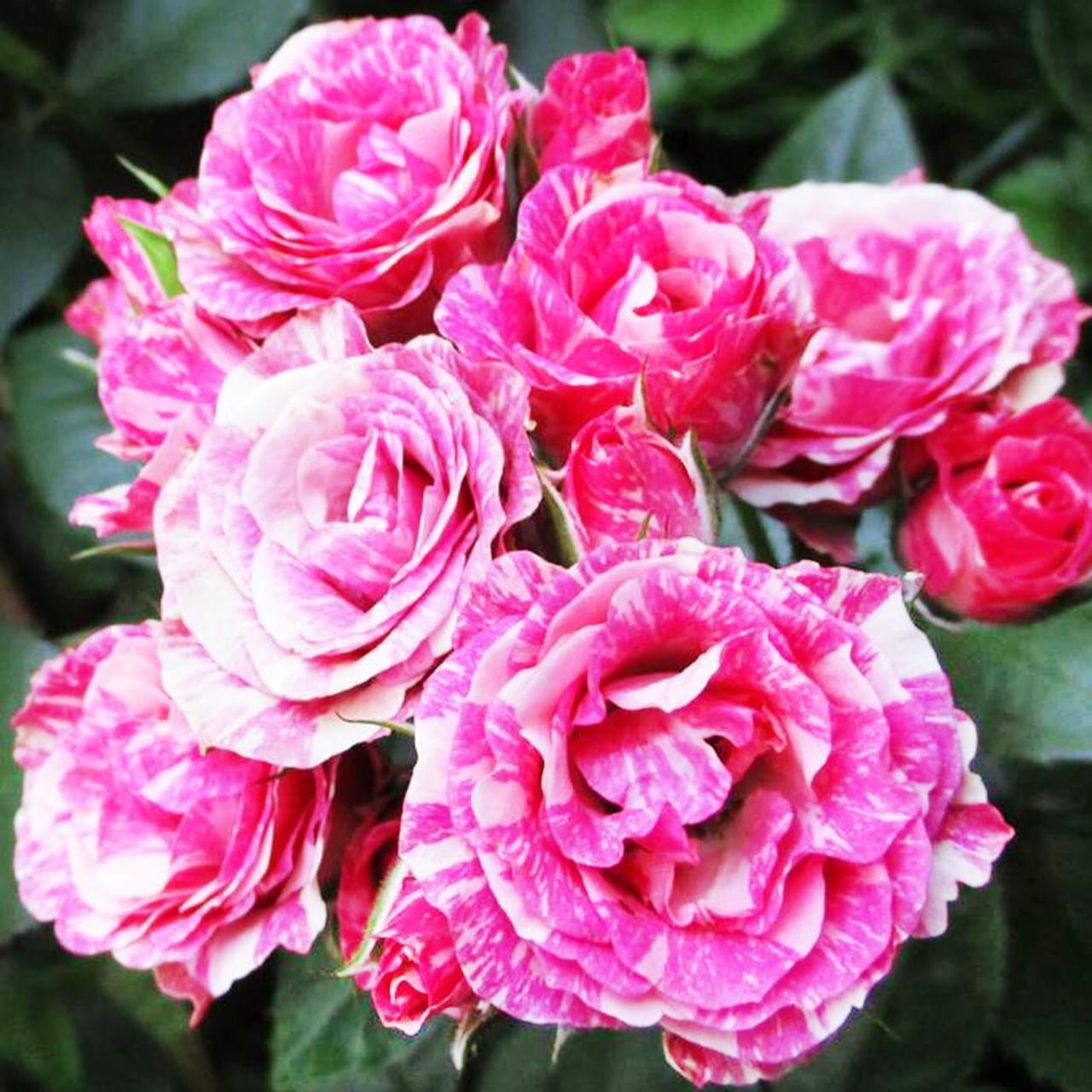 Троянда дрібноквіткова (спрей) "Flash Pink"