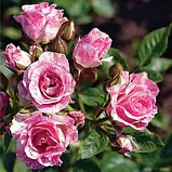 Троянда дрібноквіткова (спрей) "Flash Pink", фото 2