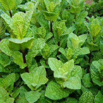 М'ята Карамельна (контейнер 0,5л)