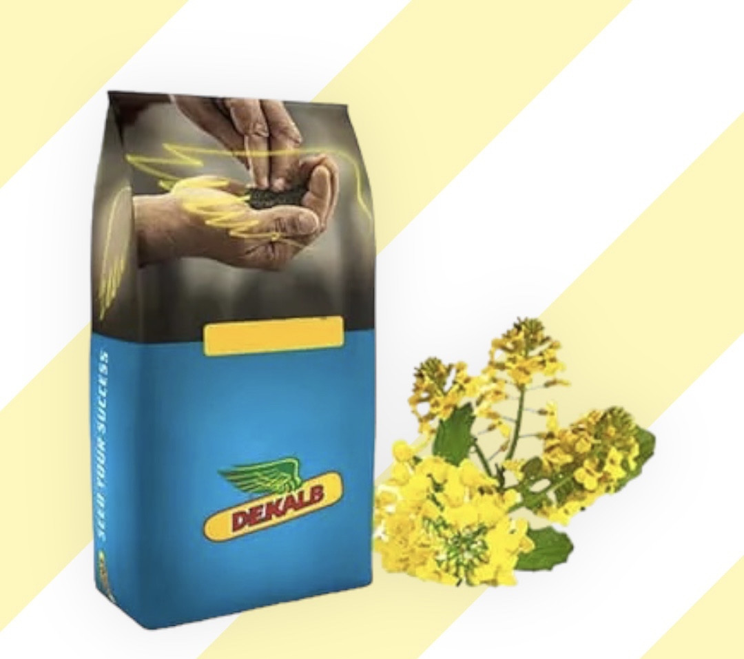 Озимий ріпак ДК Імпрешн КЛ Bayer