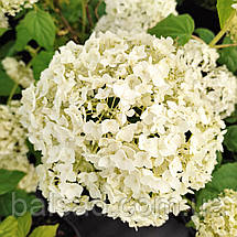 Гортензія деревоподібна Аннабель / Р14 / Hydrangea Annabelle, фото 5