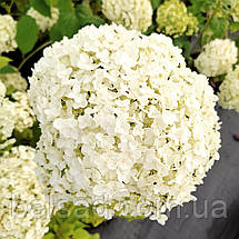 Гортензія деревоподібна Аннабель / Р14 / Hydrangea Annabelle, фото 3