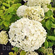 Гортензія деревоподібна Аннабель / Р14 / Hydrangea Annabelle, фото 6