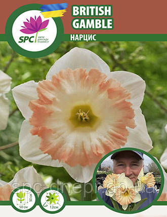 Нарцис махровий British Gamble