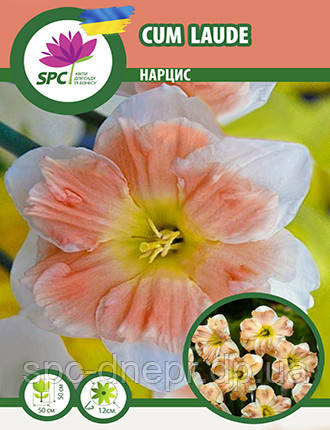 Нарцис спліт-корона Cum Laude, фото 1
