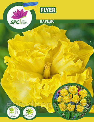 Нарцис махровий спліт Flyer