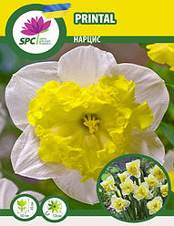 Нарцис спліт-корона Printal
