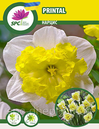 Нарцис спліт-корона Printal, фото 1