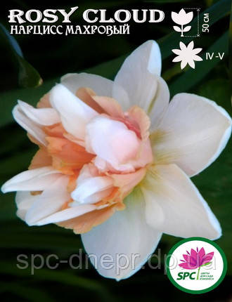 Нарцис махровий Rosy Cloud, фото 3