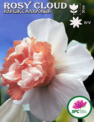Нарцис махровий Rosy Cloud