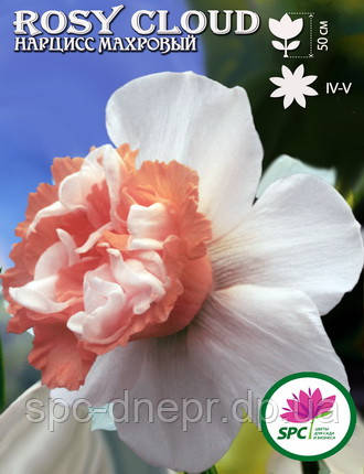 Нарцис махровий Rosy Cloud, фото 1