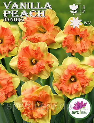 Нарцис спліт-корона Vanila Peach