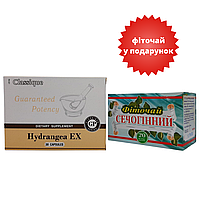 Набор Гортензия Сантегра+ Фиточай Мочегонный (Hydrangea EX Santegra) 1,5 гр 20 фильтр-пакетов