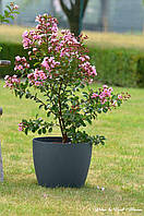 Лагерстремія індійська "Eveline". Lagerstroemia indica "Eveline".