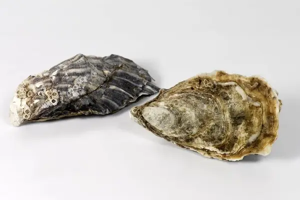 Устриці fine de claire, №2 (мінім замовлення від 24 штук), фото 1