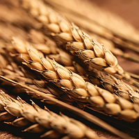 Озима пшениця Зимоярка Безоста Дворучка 1я репродукція Миронівський інститут пшениці